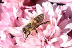 bee photo